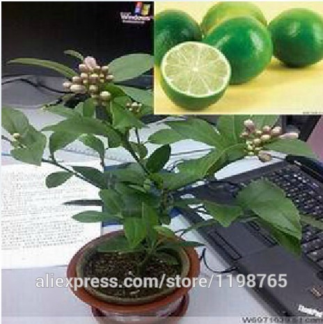 Free-shipping-50-LEMON-TREE-SEEDS-WITH-HERMETIC-PACKING--indoor-outdoor-AVAILABLE--HEIRLOOM-FRUIT-SE-32230659211