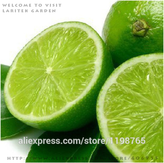 Free-shipping-50-LEMON-TREE-SEEDS-WITH-HERMETIC-PACKING--indoor-outdoor-AVAILABLE--HEIRLOOM-FRUIT-SE-32230659211