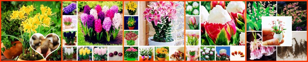 HOT-Sale-100-PCS--24-Colors-Lily-Seeds-Cheap-Perfume-Lilies-Seeds-Rare-Color-Flower-Garden-Plant---M-32693139840