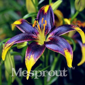 HOT-Sale-100-PCS--24-Colors-Lily-Seeds-Cheap-Perfume-Lilies-Seeds-Rare-Color-Flower-Garden-Plant---M-32693139840