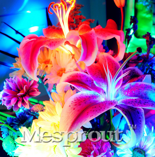 HOT-Sale-100-PCS--24-Colors-Lily-Seeds-Cheap-Perfume-Lilies-Seeds-Rare-Color-Flower-Garden-Plant---M-32693139840