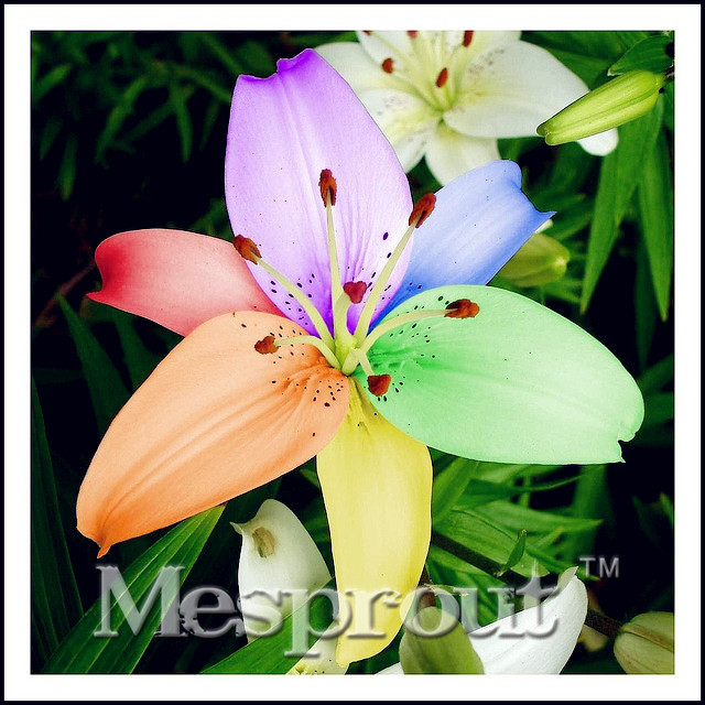 HOT-Sale-100-PCS--24-Colors-Lily-Seeds-Cheap-Perfume-Lilies-Seeds-Rare-Color-Flower-Garden-Plant---M-32693139840