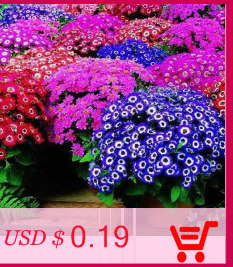 Liesl-Tri-color-Rare-Petunia-Annual-Flower-Seeds-Professional-Pack-100-Seeds--Pack-Blooms-and-Fine-F-32482767514