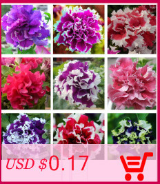 Liesl-Tri-color-Rare-Petunia-Annual-Flower-Seeds-Professional-Pack-100-Seeds--Pack-Blooms-and-Fine-F-32482767514