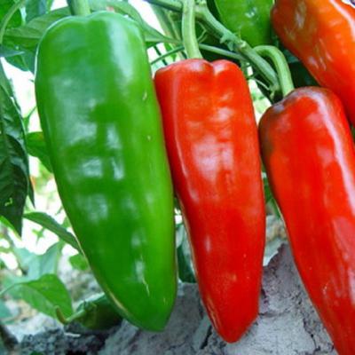 Purple-sacred-fruit-tomato-seeds-vegetables-and-fruits-seed-100-pcs--packing-for-home-garden--farm-p-32439593866