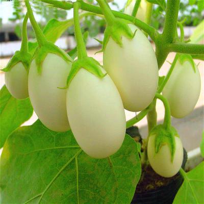 Purple-sacred-fruit-tomato-seeds-vegetables-and-fruits-seed-100-pcs--packing-for-home-garden--farm-p-32439593866