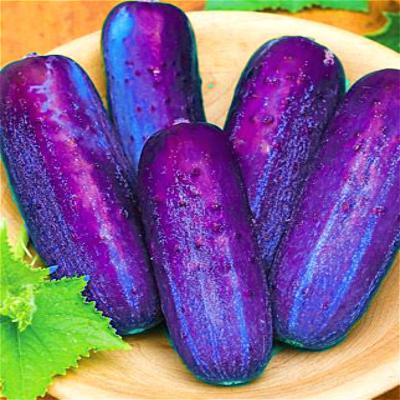 Purple-sacred-fruit-tomato-seeds-vegetables-and-fruits-seed-100-pcs--packing-for-home-garden--farm-p-32439593866