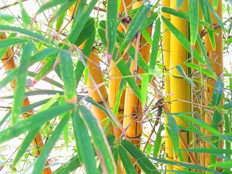 Rare-Quality-Bamboo-Seeds-New-60pcs-Quality-Gold-Bamboo-Seeds-for-DIY-Home-Garden-Tree-Seeds-32579002779