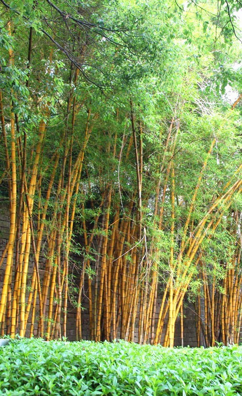 Rare-Quality-Bamboo-Seeds-New-60pcs-Quality-Gold-Bamboo-Seeds-for-DIY-Home-Garden-Tree-Seeds-32579002779