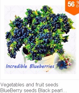 Vegetables-and-fruit-seeds-BlueBerry-seeds-Black-pearl-Blueberries-DIY-Countyard-Bonsai-plants-Seeds-1981376037