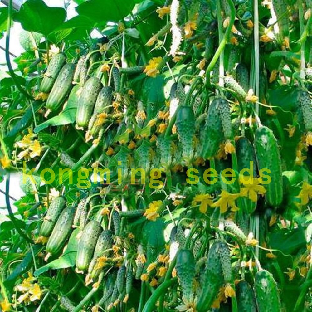 cucumber-seeds-100-japan-mini-cucumber-vegetable-and-fruit-seeds-for-home-garden-supply-Cucumis-sati-32605365603