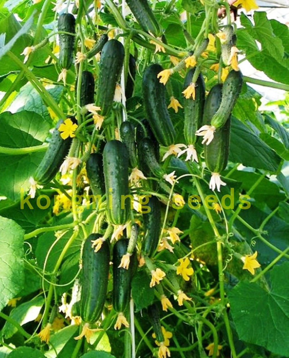 cucumber-seeds-100-japan-mini-cucumber-vegetable-and-fruit-seeds-for-home-garden-supply-Cucumis-sati-32605365603