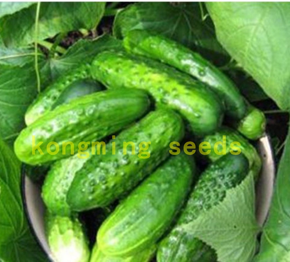 cucumber-seeds-100-japan-mini-cucumber-vegetable-and-fruit-seeds-for-home-garden-supply-Cucumis-sati-32605365603