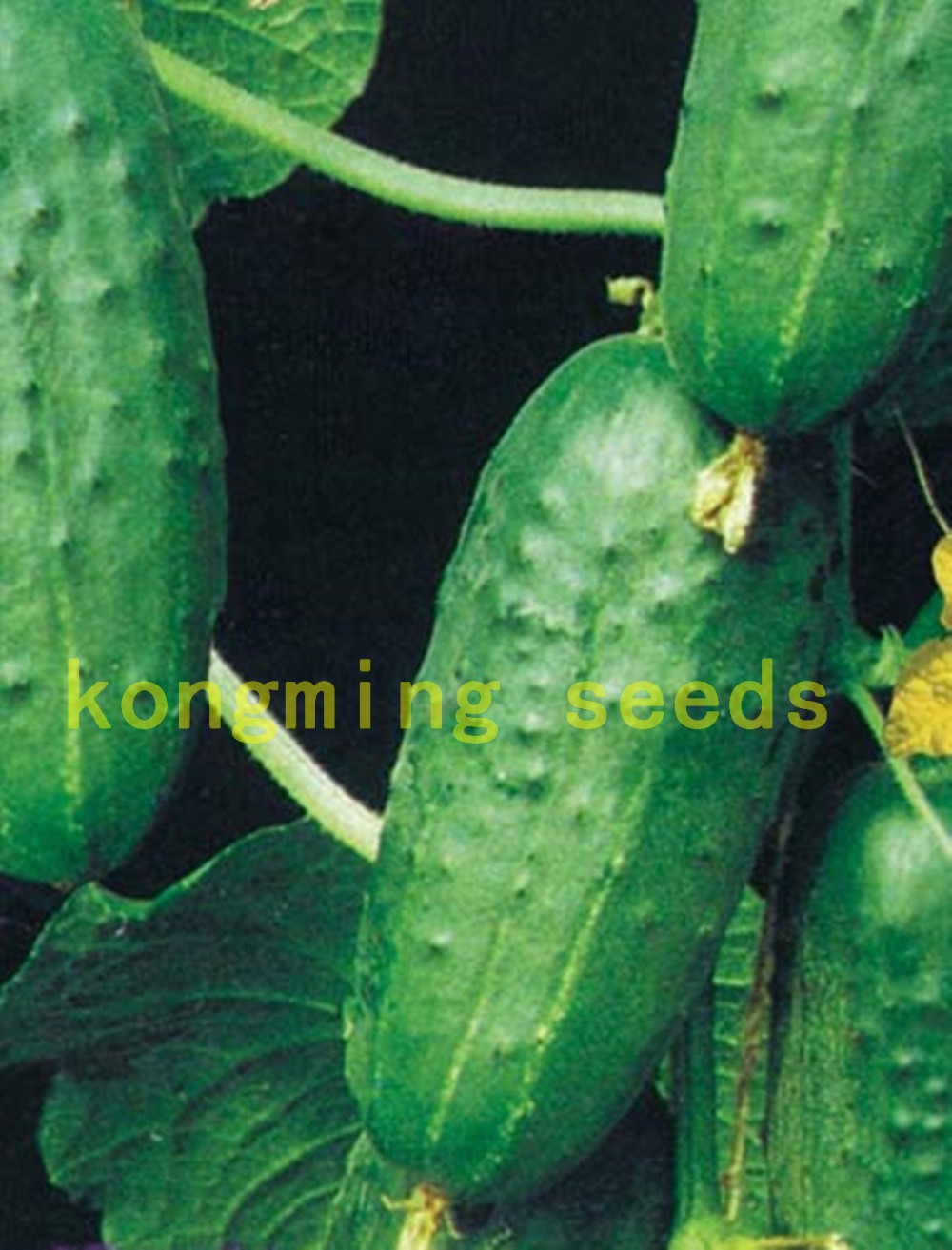 cucumber-seeds-100-japan-mini-cucumber-vegetable-and-fruit-seeds-for-home-garden-supply-Cucumis-sati-32605365603