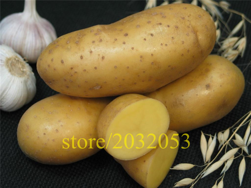 cucumber-seeds-100-japan-mini-cucumber-vegetable-and-fruit-seeds-for-home-garden-supply-Cucumis-sati-32605365603