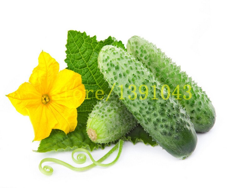 cucumber-seeds-100-pcs-japanese-long--cucumber-seeds--vegetable-seeds-for-home-NO-GMO-seeds-vegetabl-32562159078