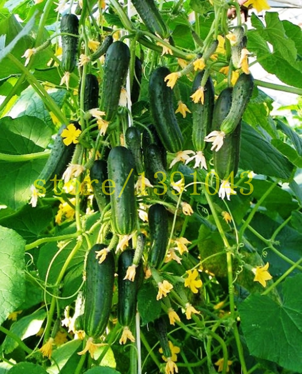 cucumber-seeds-100-pcs-japanese-long--cucumber-seeds--vegetable-seeds-for-home-NO-GMO-seeds-vegetabl-32562159078