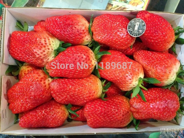 strawberry-seeds-500-big-strawberry-seeds-giant-and-deliciouns-NO-GMO-rare-bonsai-fruit-seeds-for-ho-32519147262