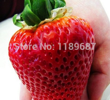 strawberry-seeds-500-big-strawberry-seeds-giant-and-deliciouns-NO-GMO-rare-bonsai-fruit-seeds-for-ho-32519147262