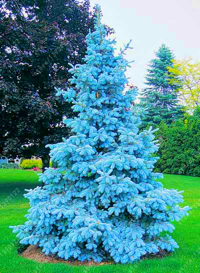 100 tree seeds rare Evergreen Colorado blue spruce seeds PICEA PUNGENS ...