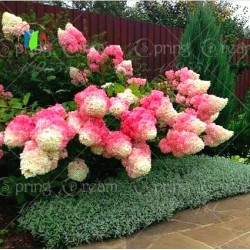 50pcs/bag Vanilla Strawberry Hydrangea Flower Seeds for Planting Flower Bonsai or tree Seeds Hydrangea Macrophylla Home Garden